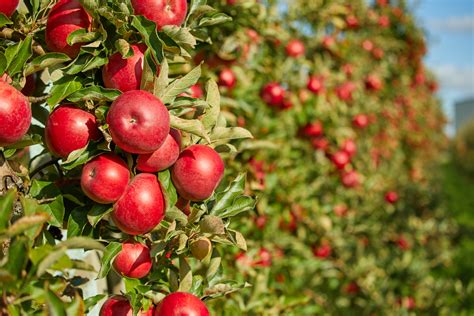 How to Properly Support and Monitor Your Apple Tree for Healthy .